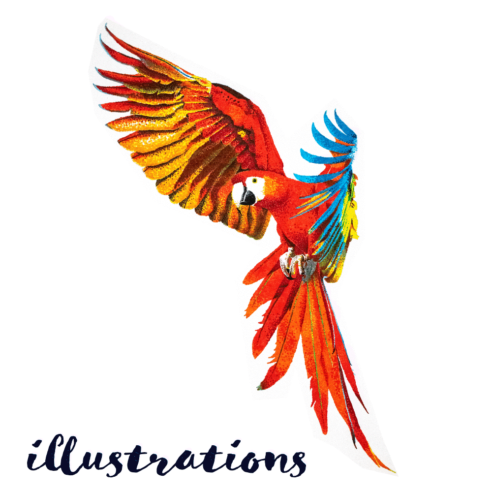 illustrations gif